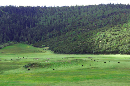 香格里拉普达措国家公园之草原