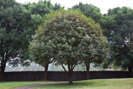 桂花树