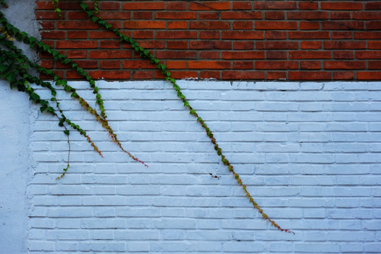 植物墙 砖墙