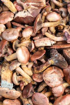 蘑菇 鲜蘑菇 野生蘑菇 菌类