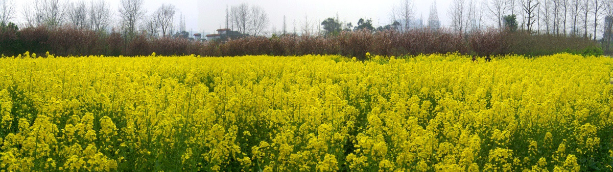 油菜花