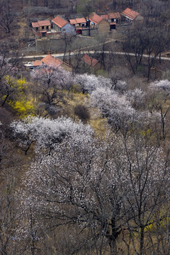 杏花山村