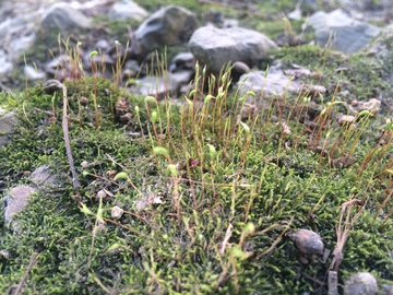 苔藓