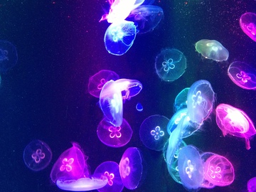 水母