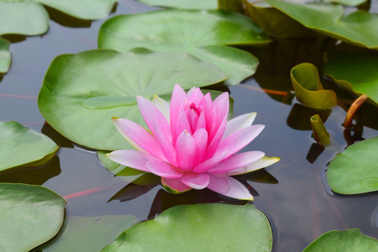 莲花