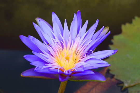 莲花