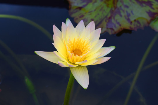 莲花