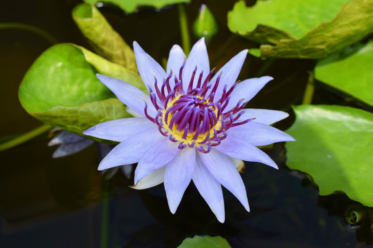 莲花