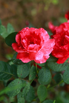 月季花 雨后月季