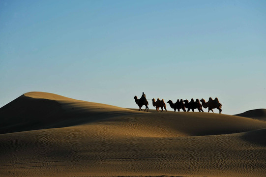 巴丹吉林沙漠 驼队 骆驼
