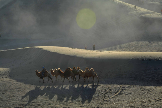 巴丹吉林沙漠 骆驼 驼队
