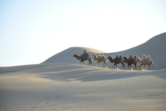 额济纳旗巴丹吉林沙漠 骆驼驼队