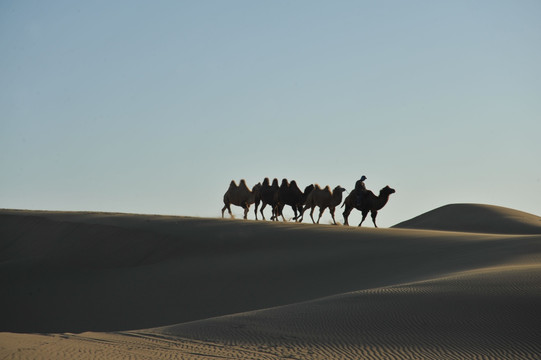 额济纳旗巴丹吉林沙漠 骆驼驼队