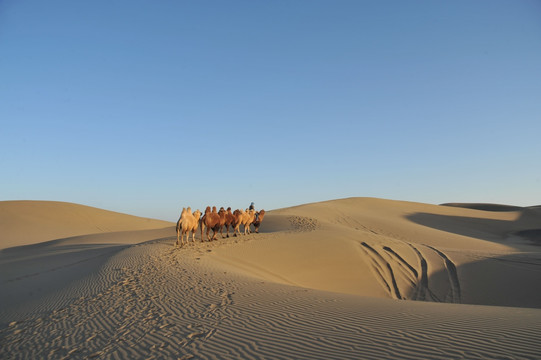 沙漠驼队 八道桥巴丹吉林沙漠