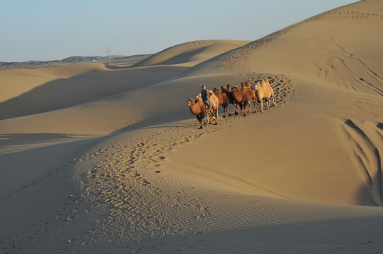 沙漠骆驼队 巴丹吉林沙漠