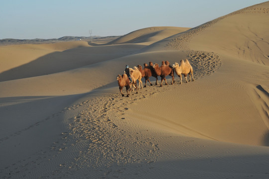 巴丹吉林沙漠沙漠骆驼队