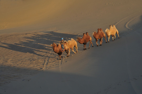 沙漠驼影 巴丹吉林沙漠