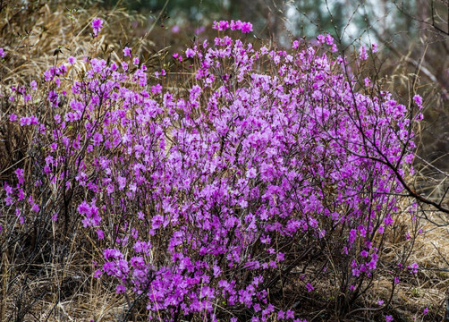 杜鹃花