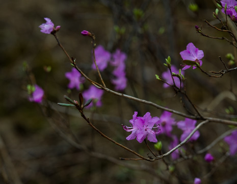 杜鹃花