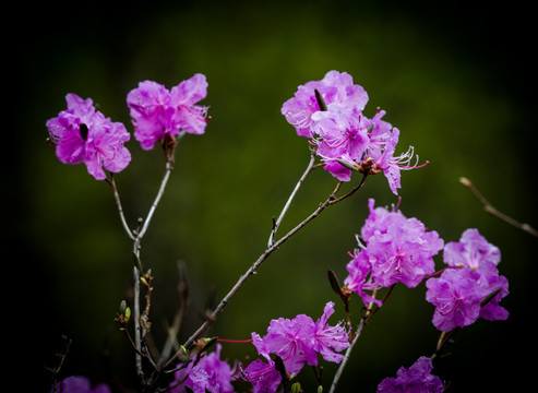 杜鹃花