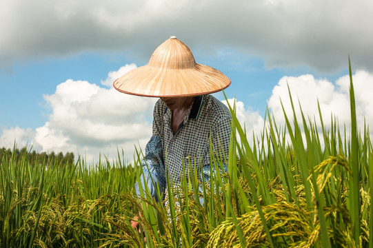 丰收在望 农民 水稻
