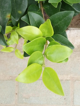 盆栽 花草 盆景 花卉 植物