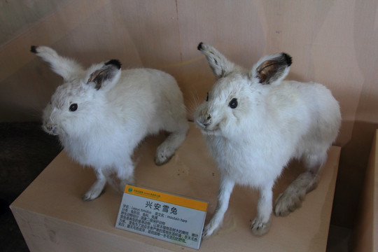 兴安雪兔标本