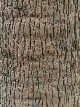 棕榈树皮