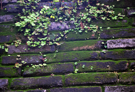 苔藓砖墙