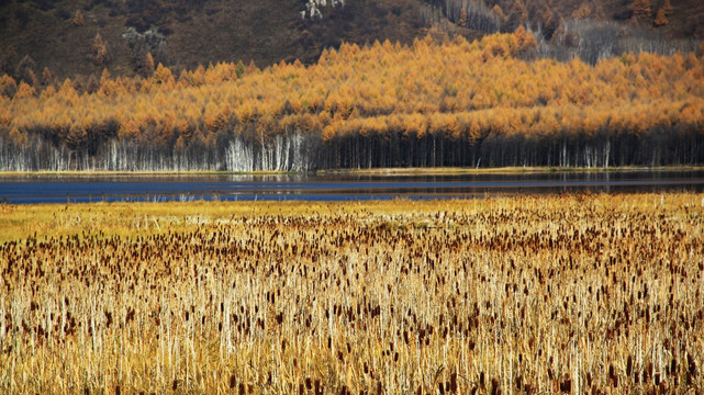阿尔山秋景