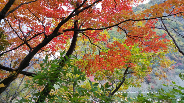 秋天山里的红叶