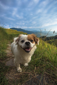 龙脊梯田