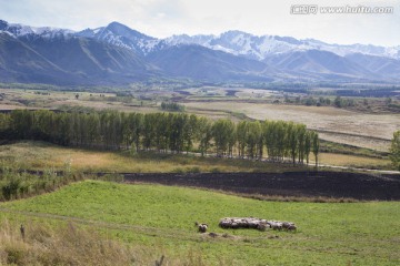 天山 牧场