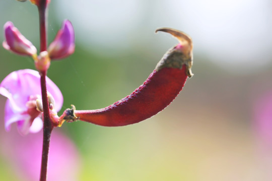 扁豆角花