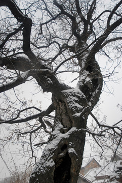 冬日的树