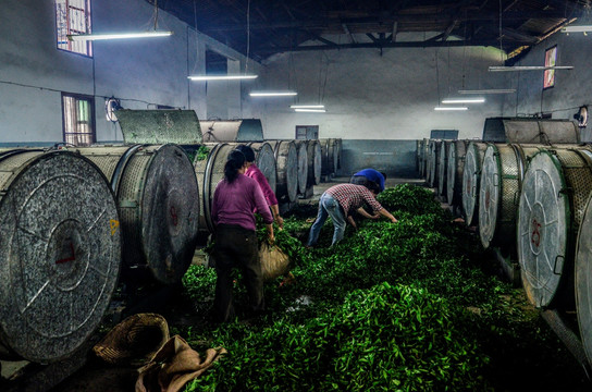 乌龙茶制茶工艺摇青