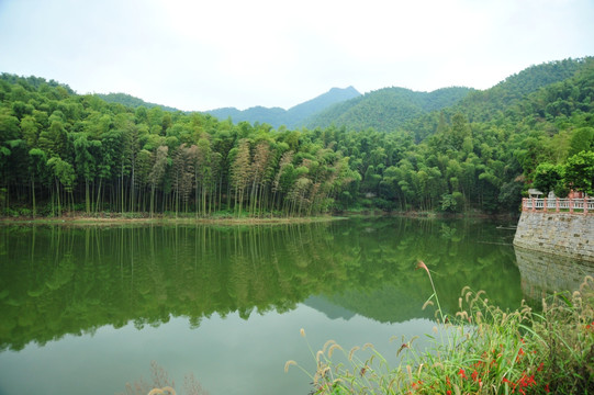 竹子倒影  兴文僰王山