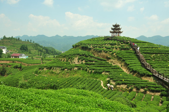 茶园美丽风景