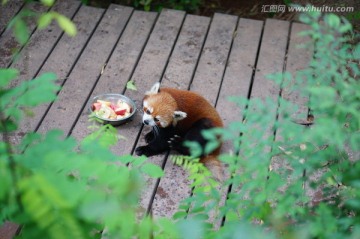 小熊猫
