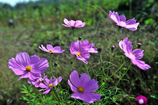 格桑花