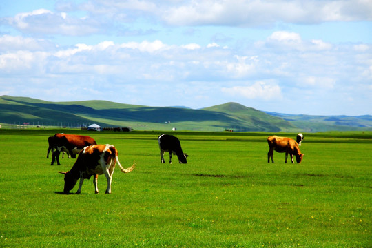牧场草原夏季牛群