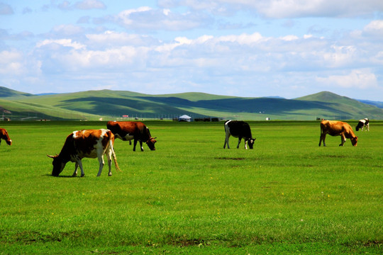 夏季牧场草原牛群