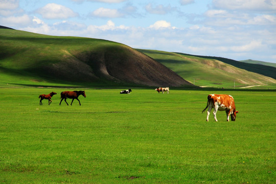 夏季草原牧场牛马群