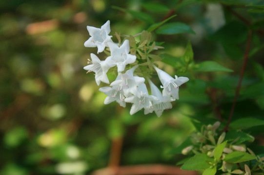 风铃草 白色的花