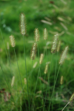 狗尾巴草 狼尾巴草