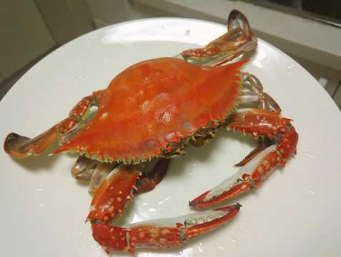 梭子蟹