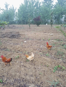 散养草鸡