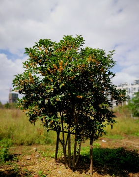 桂花树