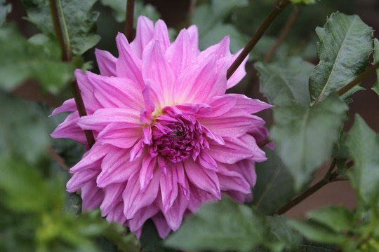 大丽花