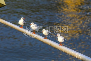 美茵河畔海鸥